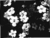 Sutera%20grandiflora%20%27KLESG05179%27