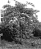 Cercis%20canadensis%20%27Cascading%20Hearts%27
