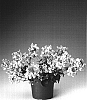 Nemesia%20hybrid%20%27Nemhapin%27