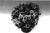 Chrysanthemum%20morifolium%20%27Achilles%27
