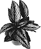 Calathea%20hybrida%20%27HGV08%27