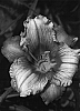 Hemerocallis%20hybrida%20%27Daylily%27