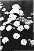 Aster%20L.%20%27Pretty%20Wendy%27