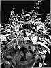 Phygelius%20aequalis%20%27Cropurpri%27