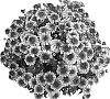 Chrysanthemum%20morifolium%20L.%20%27Tatoi%27