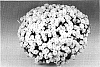 Chrysanthemum%20morifolium%20%27Libra%27