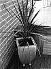 Cordyline%20australis%20%27Jel01%27