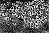 Echinacea%20hybrid%20%27CBG%20Cone%202%27