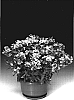 Nemesia%20hybrid%20%27Nemhorfla%27