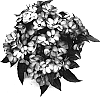 Impatiens%20hawkeri%20%27Odyolympus%27