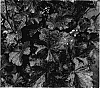 Heuchera%20hybrid%20%27Midnight%20Rose%27