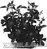 Rosa%20hybrida%20%27WEKcisbako%27