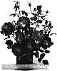 Rosa%20hybrida%20%27WEKisosblip%27