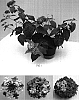 Lantana%20camara%20%27Balandroglim%27