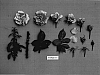 Rosa%20hybrida%20%27HARgrace%27