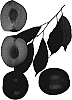 Prunus%20%27Crimson%20Royale%27
