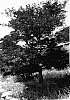 Acer%20Palmatum%20var.%20dissectum%20%27Garnet%20Tower%27