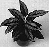 Calathea%20hybrida%20%27HGV05%27