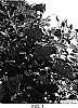 Rosa%20hybrida%20%27cv.%20Meigrappo%27