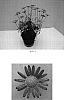 Argyranthemum%20x%20hybrida%20%27Bonmadepi%27