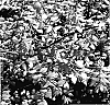 Symphoricarpos%20x%20Chenaultii%20%27Brain%20De%20Soleil%27