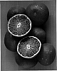 Citrus%20reticulata%20%27Top%20mandarin%20seedless%27