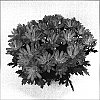 Chrysanthemum%20morifolium%20%27Omega%20Time%20Orange%27