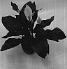 Spathiphyllum%20Schott.%20%2798216-59%27