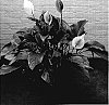 Spathiphyllum%20Schott%20%2798286-29%27