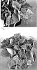 Ipomoea%20batatas%20%27Sweet%20Caroline%20Sweetheart%20Light%20Green%27