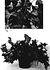 Ipomoea%20batatas%20%27Sweet%20Caroline%20Bewitched%20Purple%27