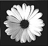 Osteospermum%20ecklonis%20%27KLEOE05116%27