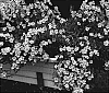 Nemesia%20hybrida%20%27KLENH05422%27