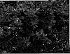Verbena%20hybrida%20%27KLEVP05344%27