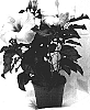 Hibiscus%20rosa-sinensis%20%27HJ-116%27