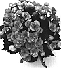 Begonia%20x%20hiemalis%20%27Bbbon%27