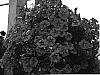 Petunia%20x%20hybrida%20%27KLEPH05115%27