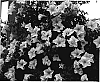 Petunia%20x%20hybrida%20%27KLEPH05117%27