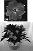Impatiens%20hawkeri%20%27KIE165%27