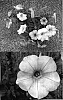 Petunia%20x%20hybrida%20%27Sunsurfmicshipho%27