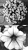 Petunia%20x%20hybrida%20%27Sunsurfpivemi%27