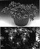 Verbena%20hybrida%20%27Suntapisofpi%27