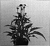 Echinacea%20purpurea%20%27Avalanche%27