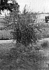 Olea%20europaea%20%27Arbosana%20Olint%27