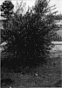Olea%20europaea%20%27KORONEIKI%20OLINT%27