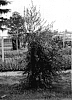 Olea%20europaea%20%27Arbequina%20OLINT%27