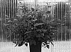 Phygelius%20aequalis%20%27CROCORPRI%27