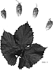 Humulus%20lupulus%20L.%20%27BRAVO%27