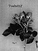Rosa%20hybrida%20%27Poultc012%27