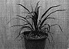 Cordyline%20australis%20x%20banksii%20%27TANA%27